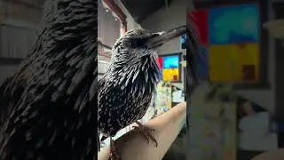 Wordy Whistling Birb ❤️