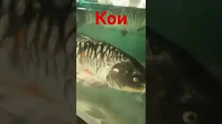 Кои