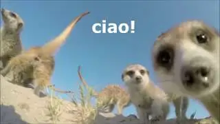 sondaggio.biz