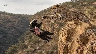 Honey Badger Survival Journey: From Pregnancy to Thriving Through 499 Days of Danger