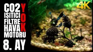 Shrimps' stinging nettle feast - 8 Month - Planted Fish Bowl -  NO filter, NO CO2, NO Ferts