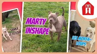 MARTY INSHAPE ! 🐶 Pension CHEZ MARTH' 87 #23