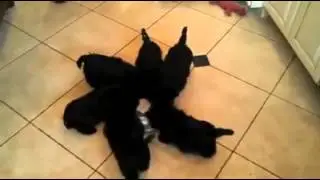 Много собачек убойное видео