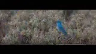 Mountain Bluebird