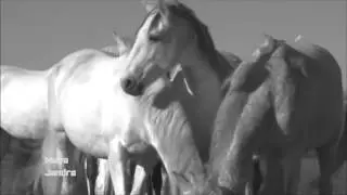 Lorenzo Horses Show, Enigma Mea Culpa