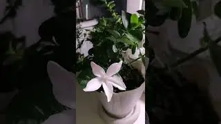 Цветение кариссы. Звезда (или снежинка?) с медовым ароматом.