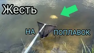 Big fish 🐠🐋🐟