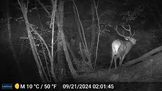 Cervo che bramisce 🦌 - Cervus elaphus #fototrappolaggio #trailcamera #fototrappola