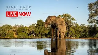 Kings Camp | Live Wildlife Stream – Timbavati Private Nature Reserve