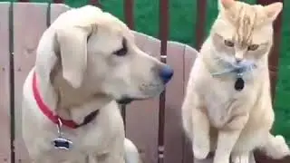 Как кошки могут дружить с собаками? Очень просто...