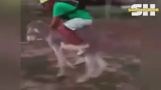 Ха эшак