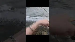 #shorts  Big Fish on Ultralight  #bigfish #fishing #рыбалка