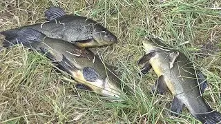 Ловля линя на поплавочную снасть (We catch the tench)