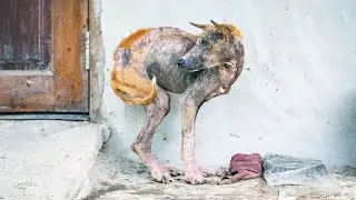 People chased her away and threw stones! Not a single person helped the sick dog!