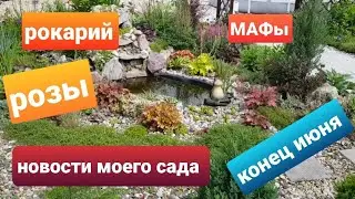 Часть 1/Обзор цветников в конце июня/МАФы в саду/Планы/Розы/Рокарий/Новинки