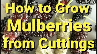 How to Grow Mulberries from Cuttings