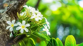 Relaxing music that heals stress, anxiety, and depression. calm your mind