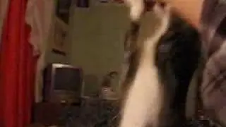 kitten hangs in the air by my foot, using her claws