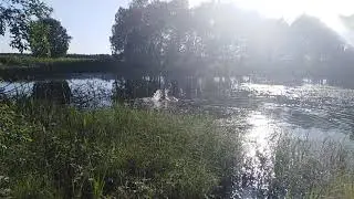 Лабрадор спасатель.