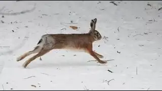 Driven hunting on hare