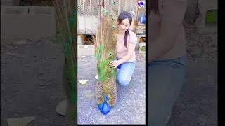 amazing peacock cartoon #peacock #shorts #bollywood #hindisong #love #religion