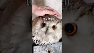 The Three Types Of Owls🦉 Remastered Edition