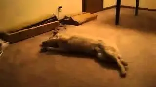 Bizkit the Sleep Walking Dog
