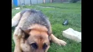 Rex