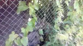 обзор колхоза