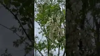 #йогадома