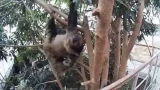 Funny Sloth in Budapest Zoo 2014 ( как Давидыч )