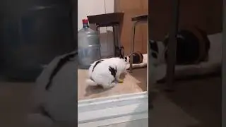 🐇Кролик, 🐽морская свинка гуляют по квартире.