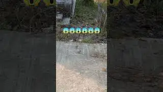 Nature's Gift || Nature Video || Birds #haryanvisong