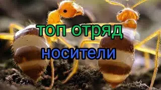 the ants underground kingdom носители топ отряд для носителей
