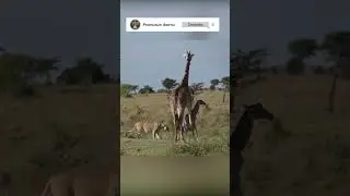 The sad ending of a little giraffe