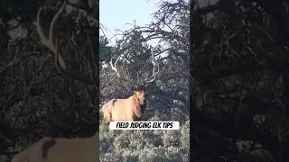 Field Judging Elk Tips #shorts #elk