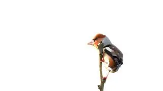 Hawfinch at Cromford Meadows, 11 01 2023