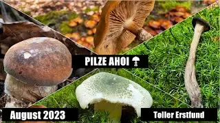 Seltene Pilze in Schleswig-Holstein - Mitte August