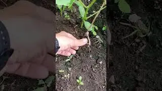 HOW TO TIE CUCUMBERS IN A GREENHOUSE WITH A FORK AND ROPE