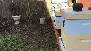 January 13 2018, my bees, пчелы, зимовка пчёл в январе