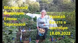Маленький Огородик Елены Тереховой - Урожай Батата в сентябре 18.09.2022
