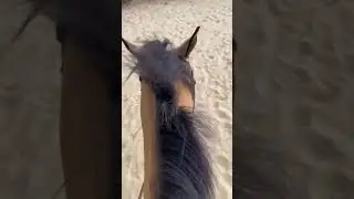 Trot out with me 😃