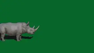 Animal Green Screen effects