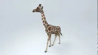 Test animation - Giraffe walk cycle