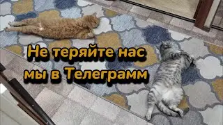 Вася с Тимохой теперь и в Телеграмм