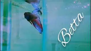 Acuario Alpoyeca Peces Tortugas  Hamster Iguanas y Mucho más!