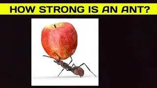 How Strong is an Ant 😱|