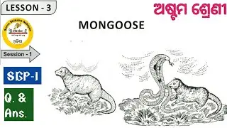 MONGOOSE CLASS 8 ENGLISH LESSON 3, SGP - 1 by Tapan Sir.