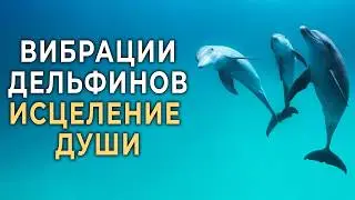 Вибрации Дельфинов + Музыка для Глубокого Расслабления, Исцеления, Умиротворения и Восстановления 🐬🐬