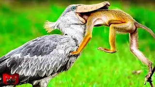 BRUTAALLL!! Momen Burung Pemangsa Paling Mengerikan Dan Kejam Di Alam Liar.. Pertarungan Hewan Buas